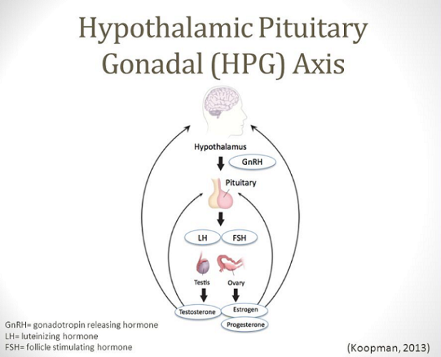 Endometriosis And Hormones Part 1 Endo Girls Blog